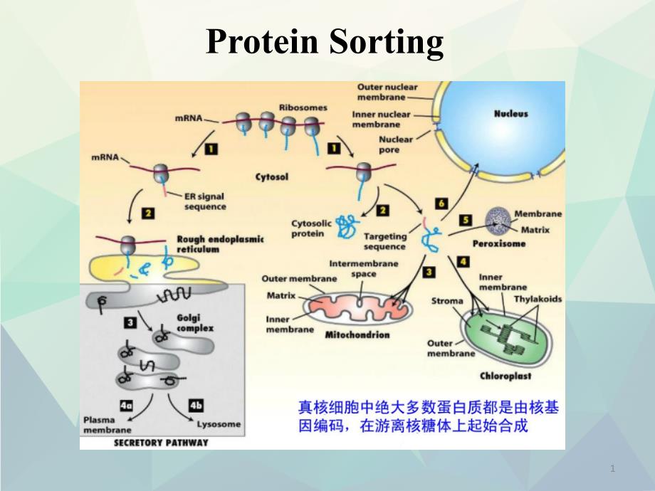 细胞生物学翟中和编蛋白质分选与膜泡运输课件_第1页