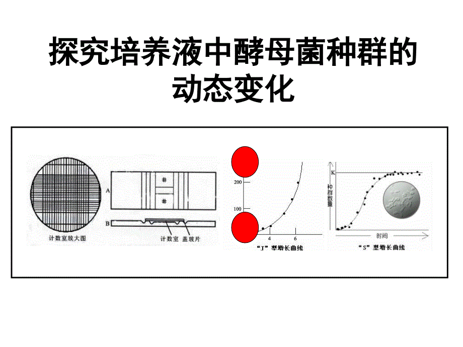 酵母菌种群数量变化个_第1页