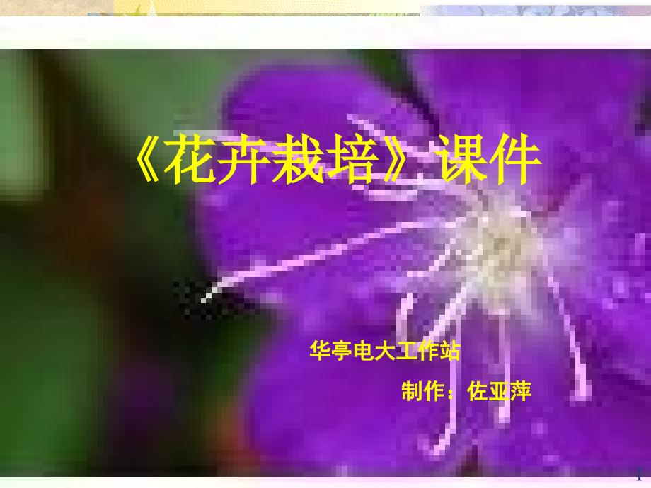 花卉栽培ppt课件_第1页