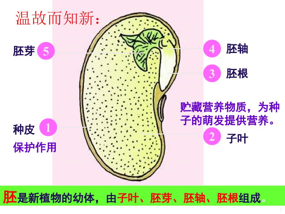 植株的生长ppt课件_第1页