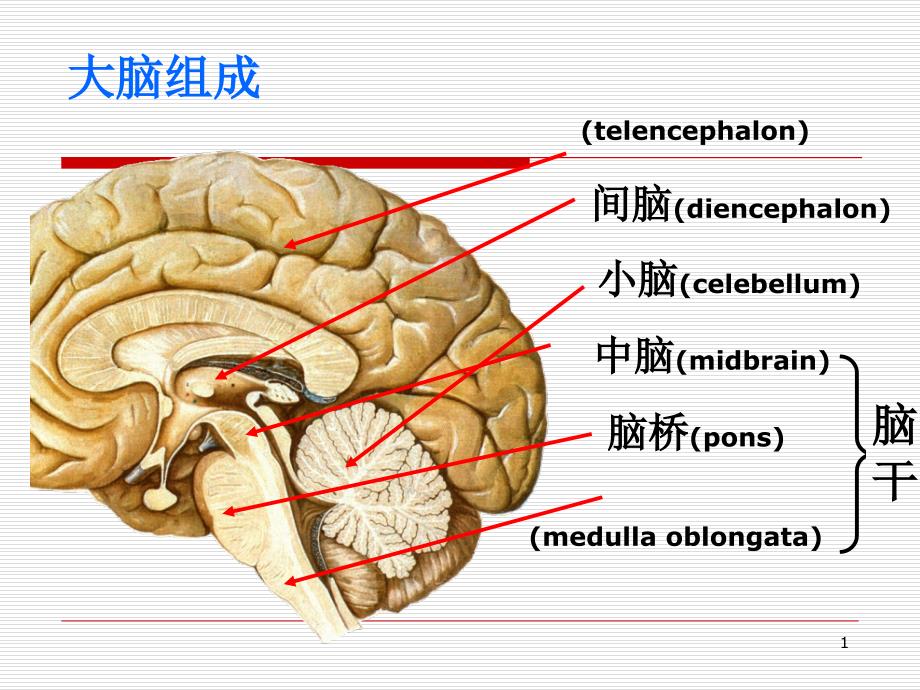 脑叶功能-课件_第1页