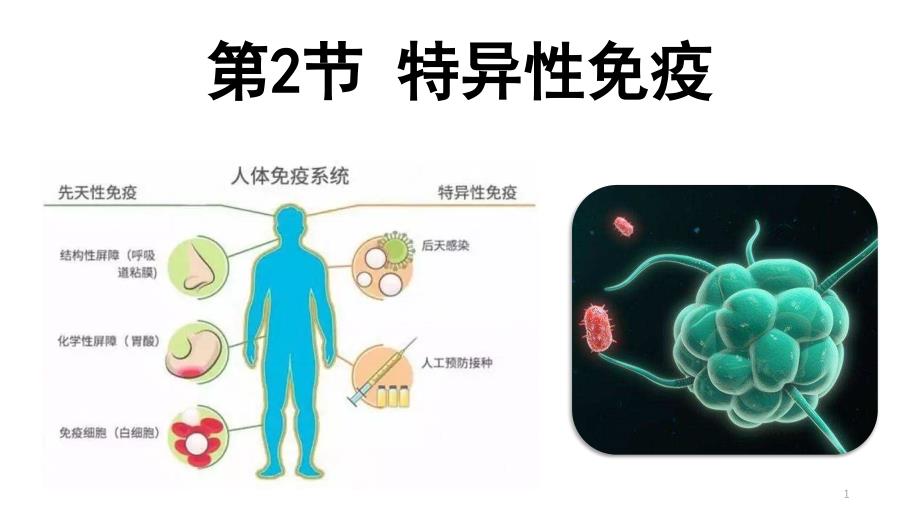 人教版新教材选择性必修一-4.2-特异性免疫课件_第1页