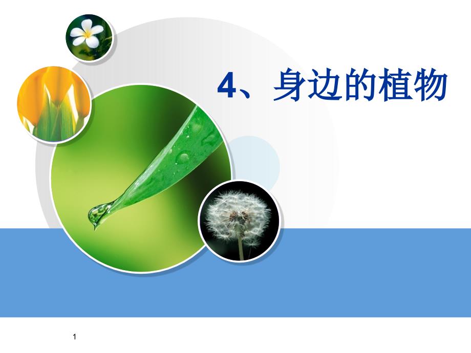 一年级科学身边的植物教学ppt课件_第1页