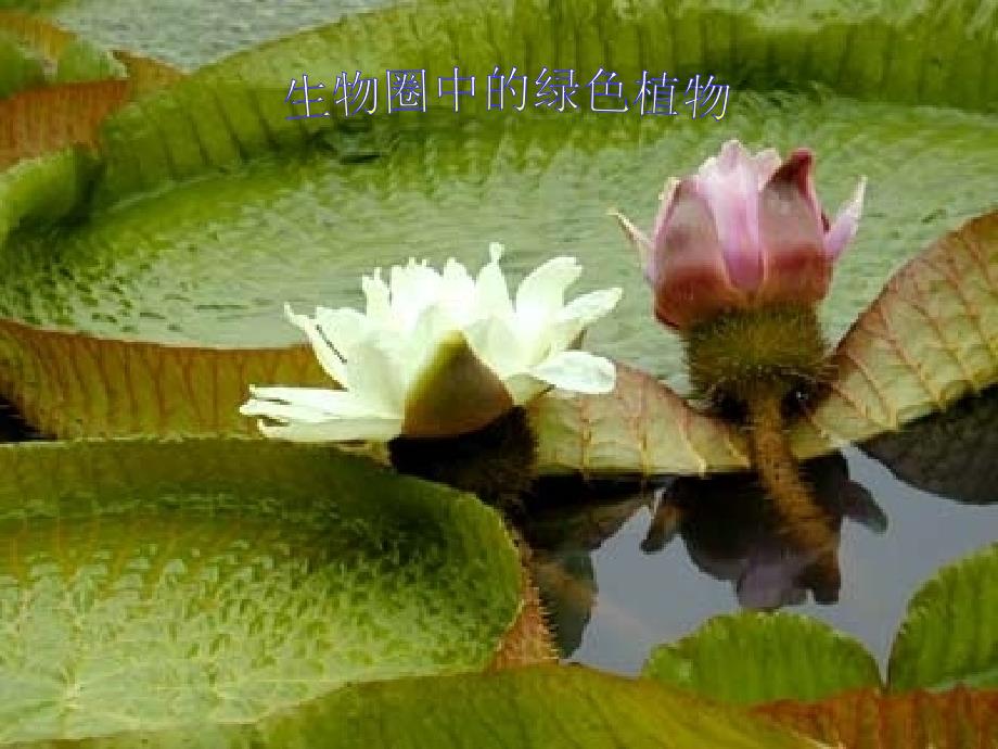 七年级生物植物种子的萌发_第1页