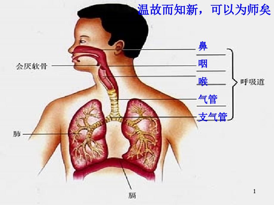 讲课发生在肺内的气体交换课件_第1页