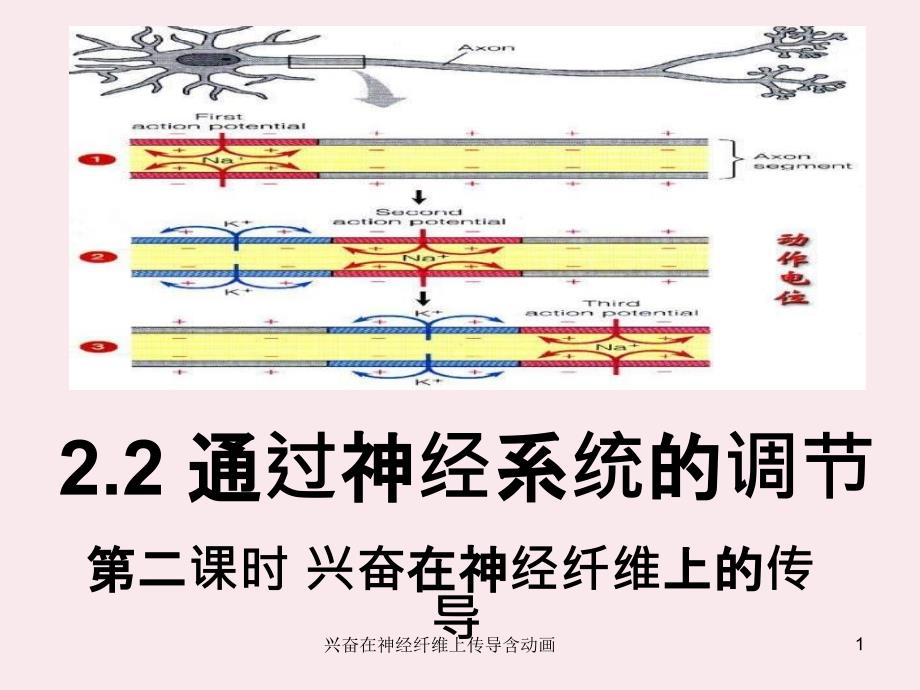 兴奋在神经纤维上传导含动画课件_第1页