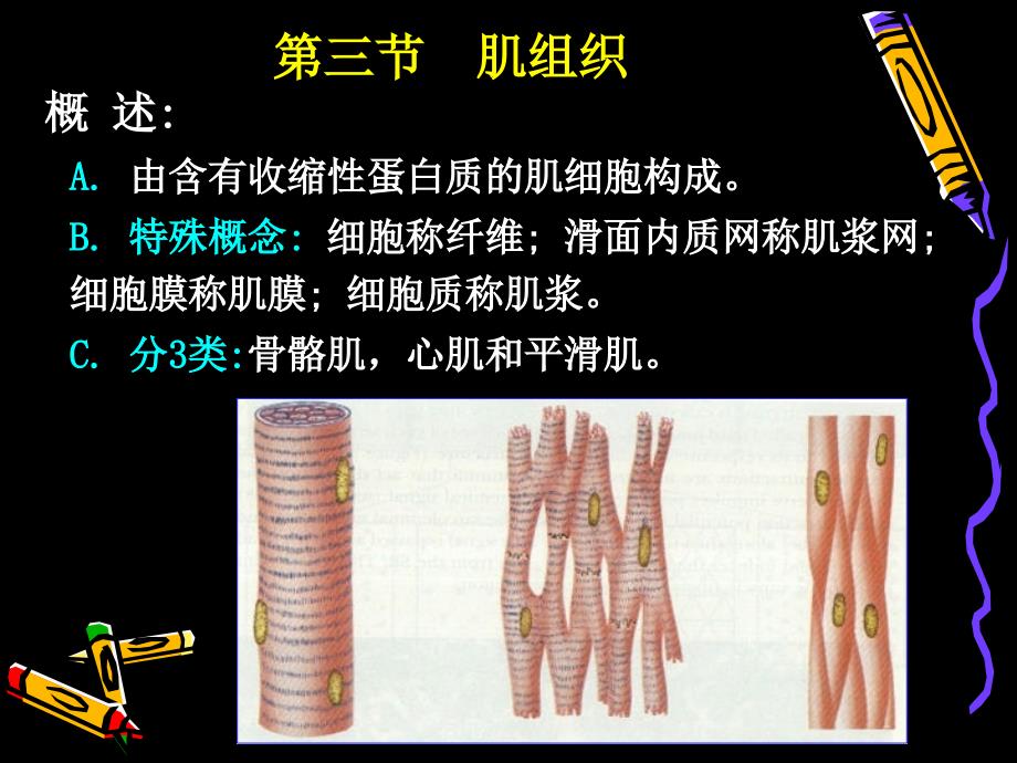 (人体结构学)第二章-基本组织-肌组织合集课件_第1页