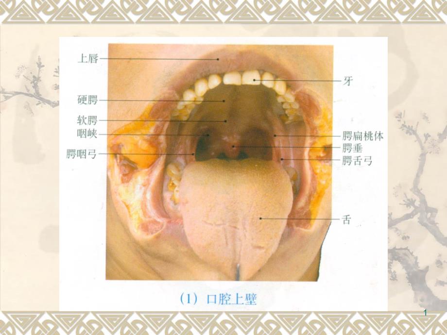 消化系统解剖图片-课件_第1页