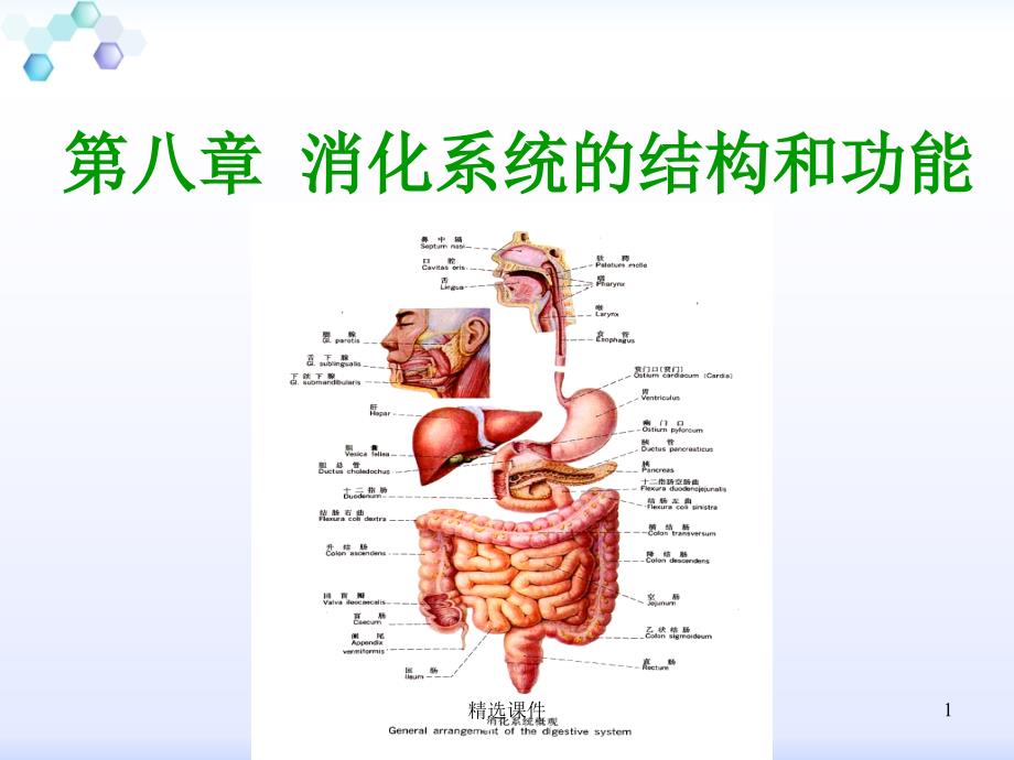 消化系统解剖结构课件_第1页