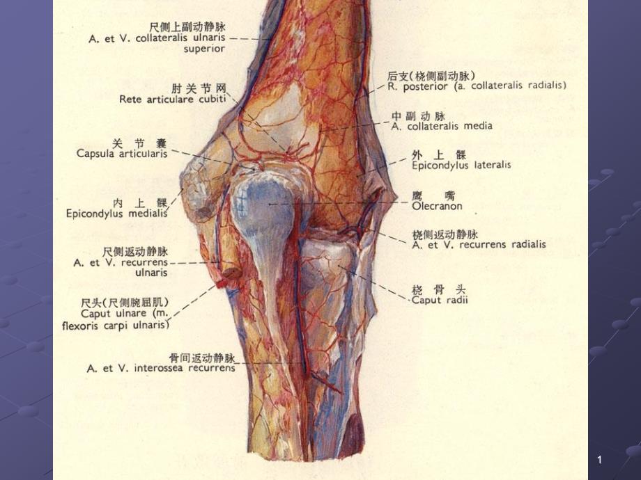 肘关节解剖-课件_第1页