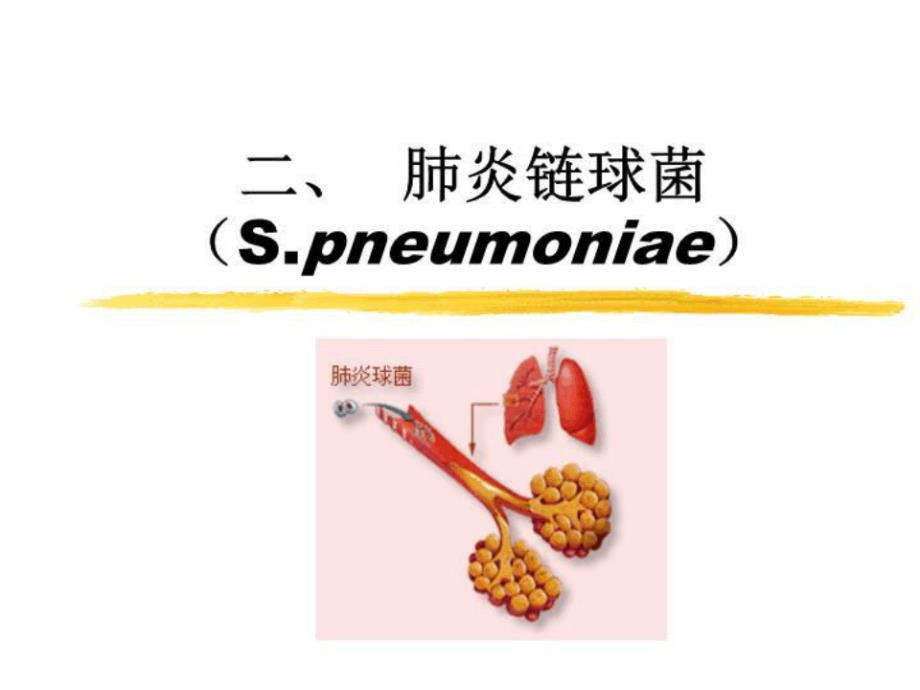 病原性球菌及检验3肺炎链球菌肠球菌课件_第1页