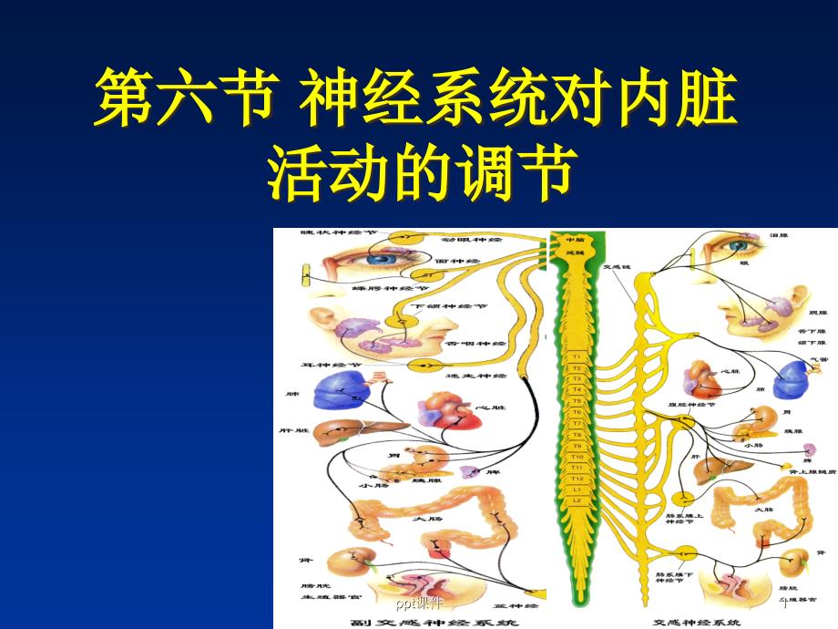 生理学-神经系统对内脏活动的调节--课件_第1页