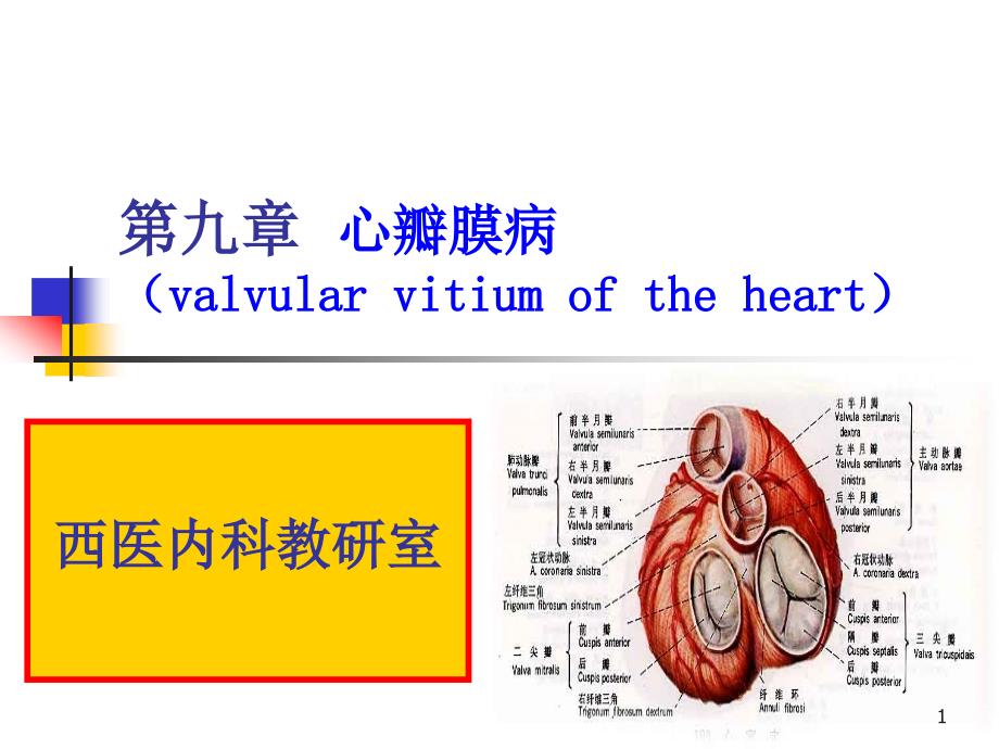 心瓣膜病课件_第1页