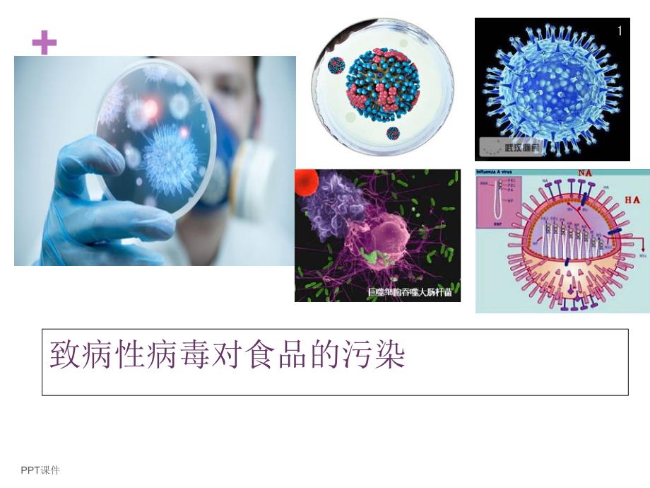 致病性病毒对食品的污染-课件_第1页