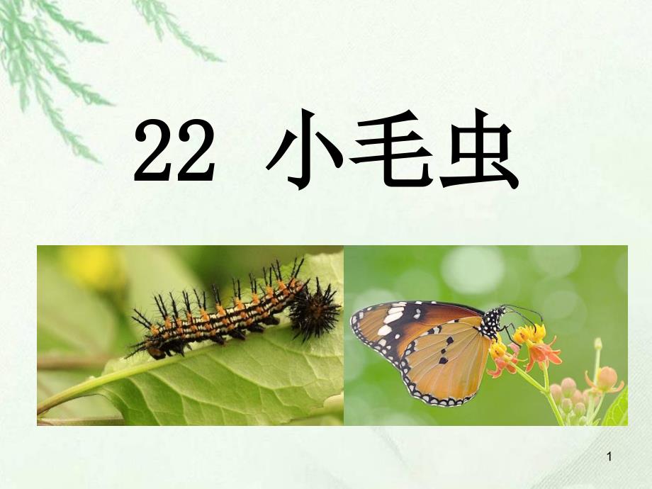 部编版二年级语文下册《22小毛虫》ppt课件_第1页