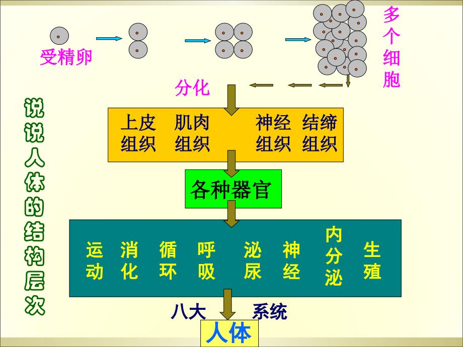 植物层次ppt课件_第1页