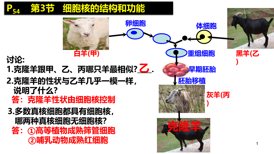 细胞核的结构与功能课件_第1页