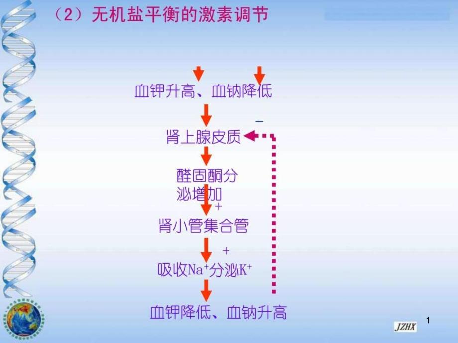 高中生物血糖调节ppt课件_第1页