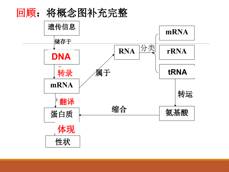 基因表达和性状的联系课件_第1页