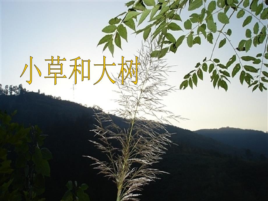 小草和大树课件_第1页