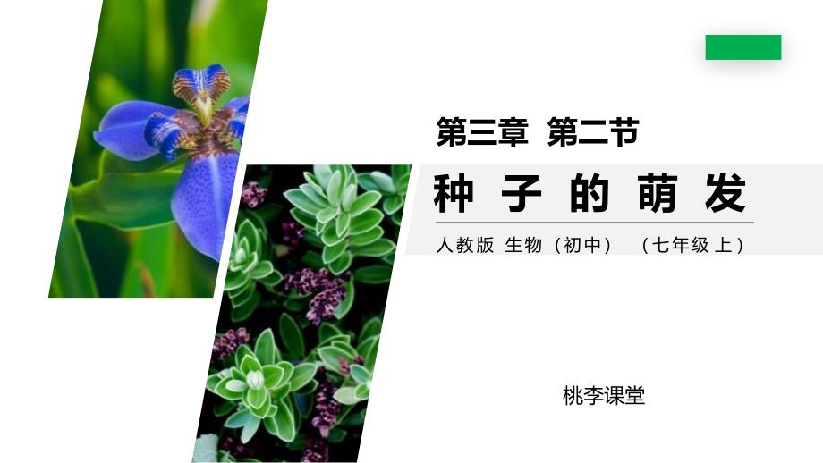 人教版七年级生物上册-《种子的萌发》课件_第1页