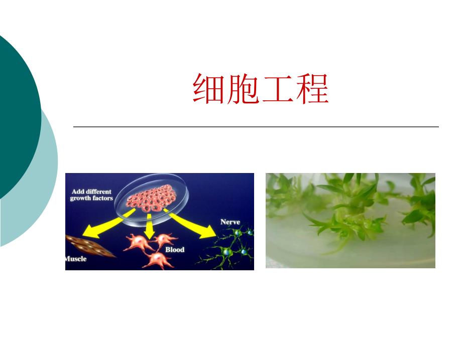 优质公开课-植物细胞工程课件_第1页