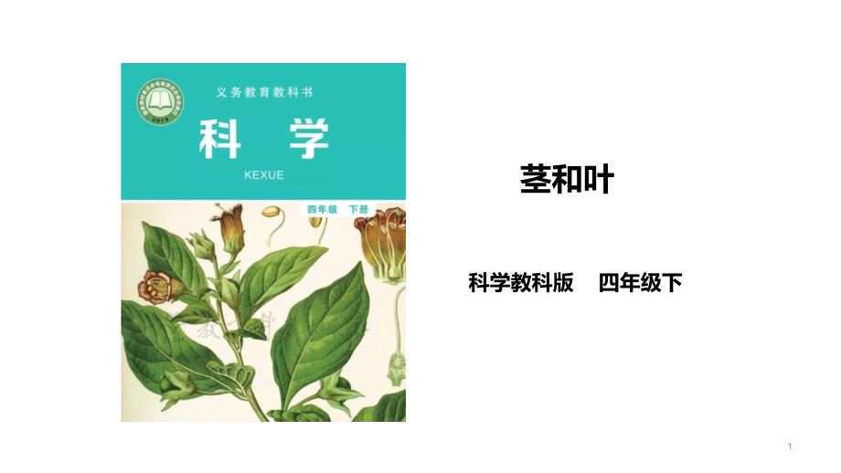 教科版科学四年级下册--1.4《茎和叶》ppt课件_第1页