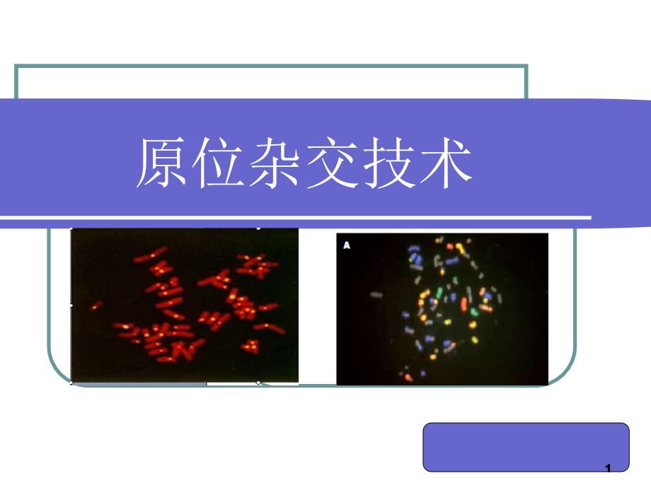 原位杂交技术教学ppt课件_第1页