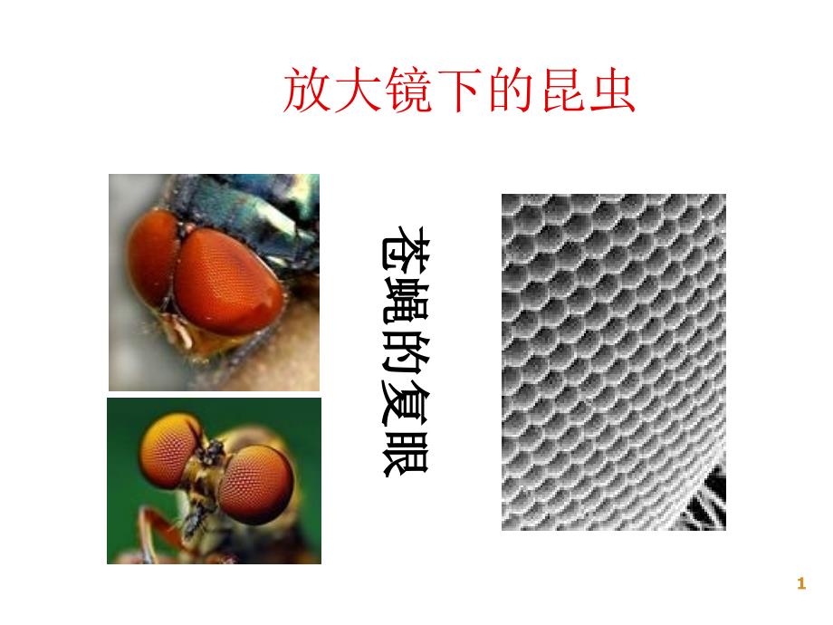 教科版六年级_放大镜下的昆虫世界课件_第1页