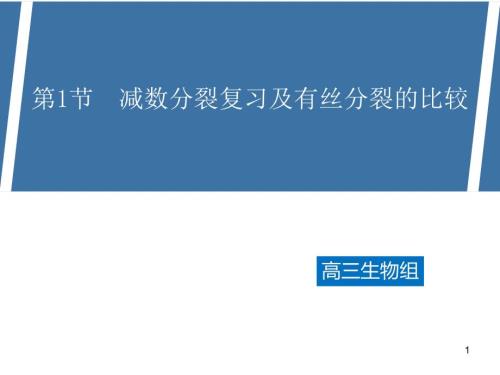 減數(shù)分裂一輪復(fù)習(xí)-公開課高中生物優(yōu)質(zhì)公開課課件