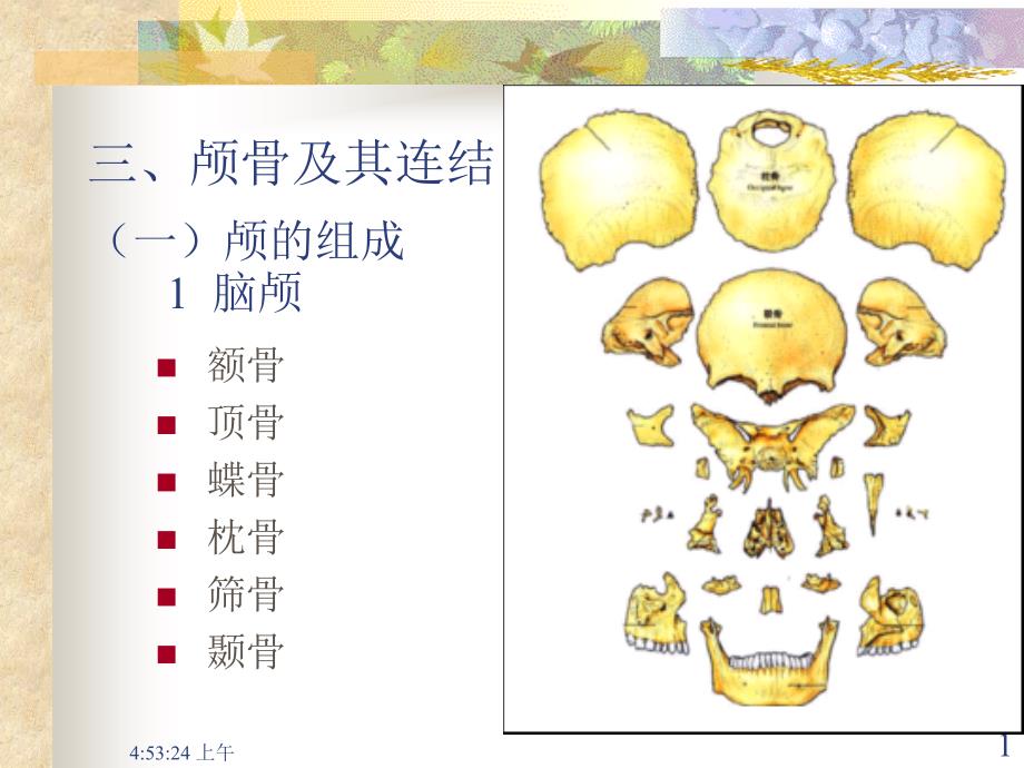 颅骨及其贯穿连接_第1页