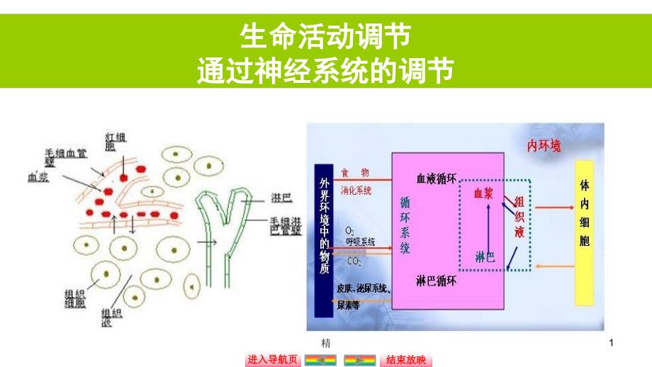 自主学习能力测评高三生物一轮复习通过神经系统的调节资料ppt课件_第1页