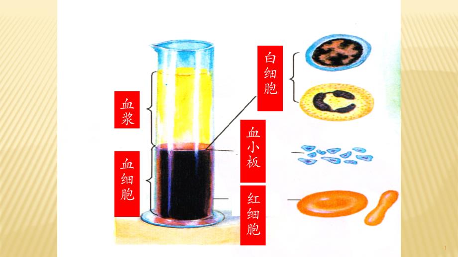 血流的管道--血管--初中生物优秀教学ppt课件_第1页