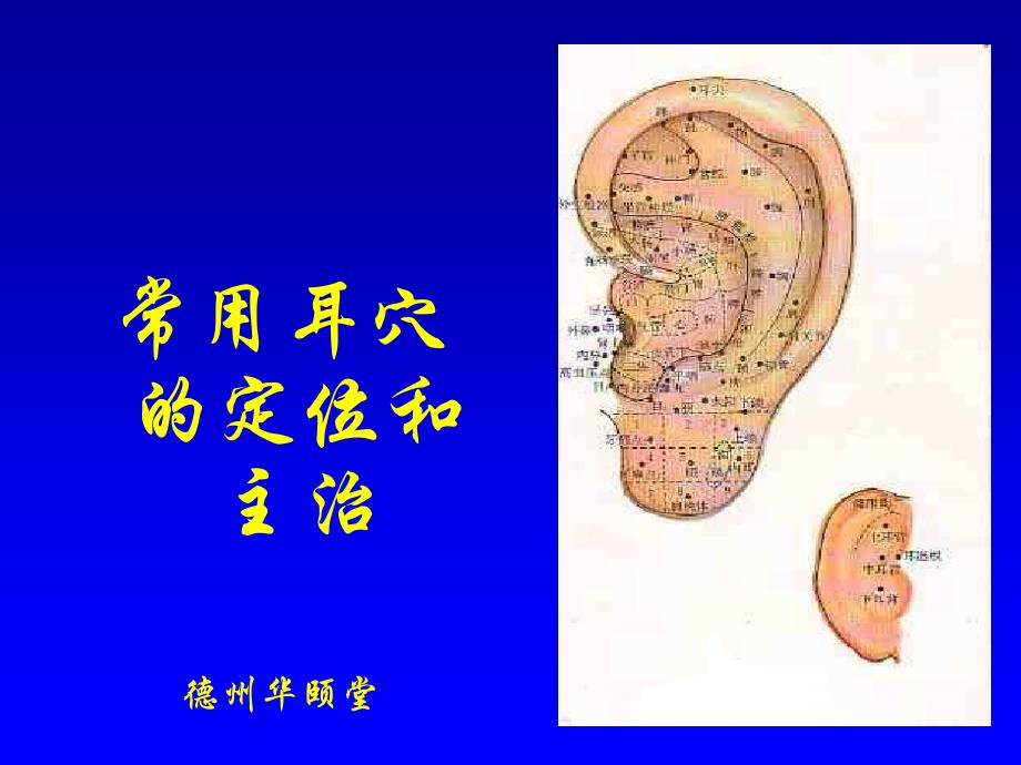 常用耳穴的定位和主治课件_第1页