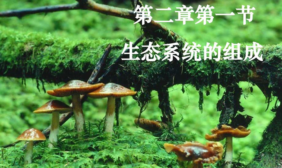 生态系统的组成--公开课课件_第1页