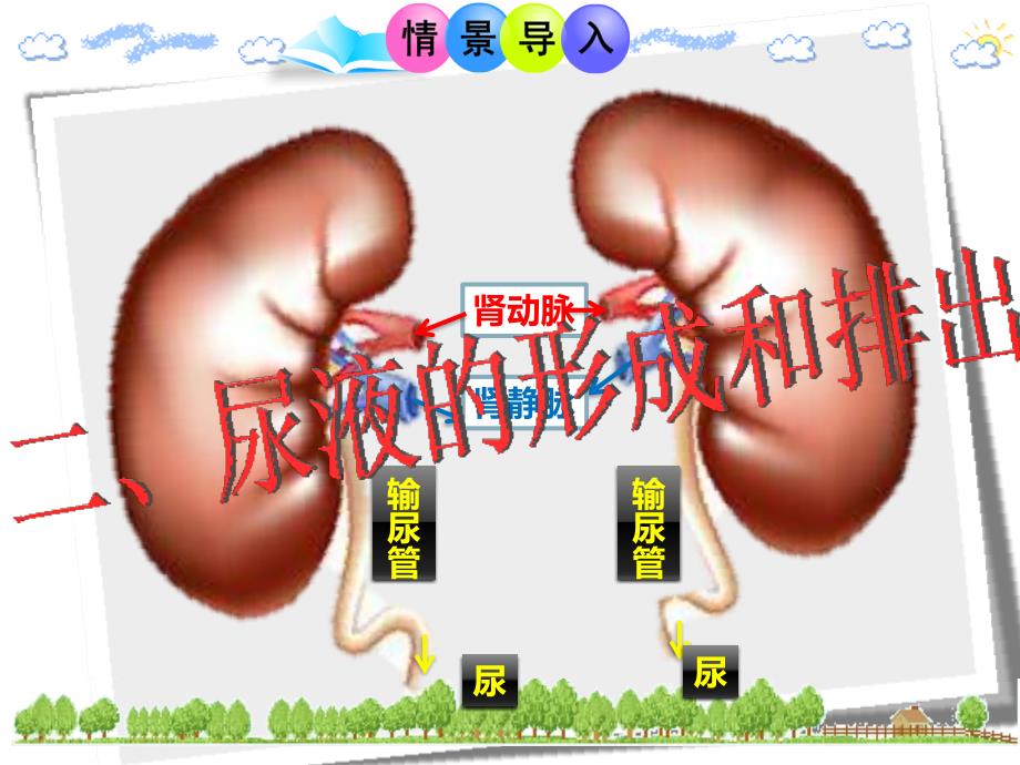 尿的形成和排除课件_第1页