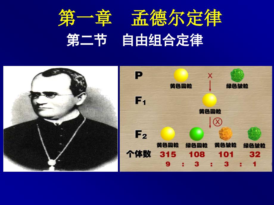 自由组合定律课件_第1页