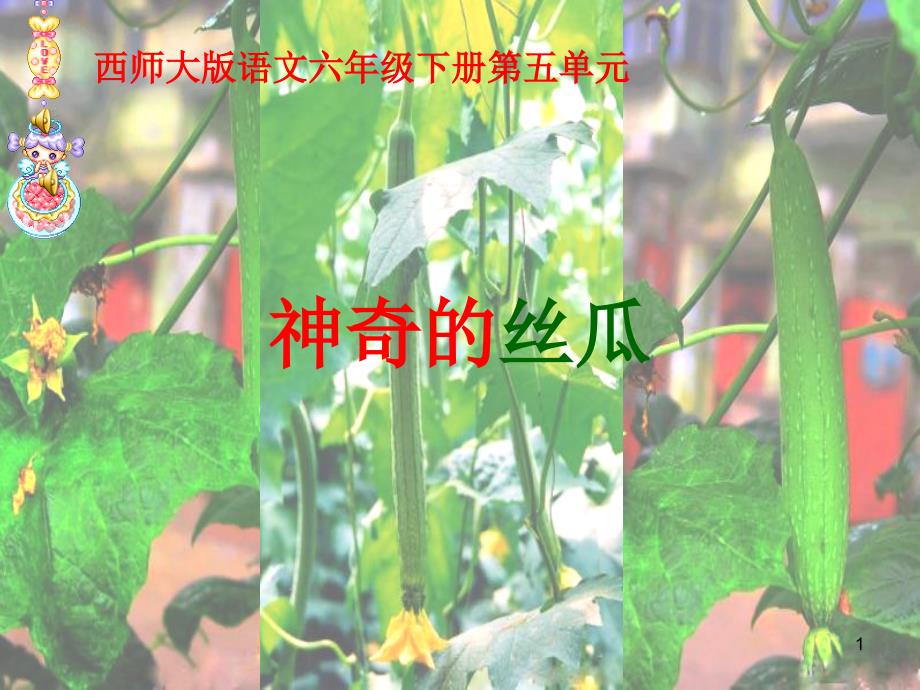 神奇的丝瓜(定稿)课件_第1页