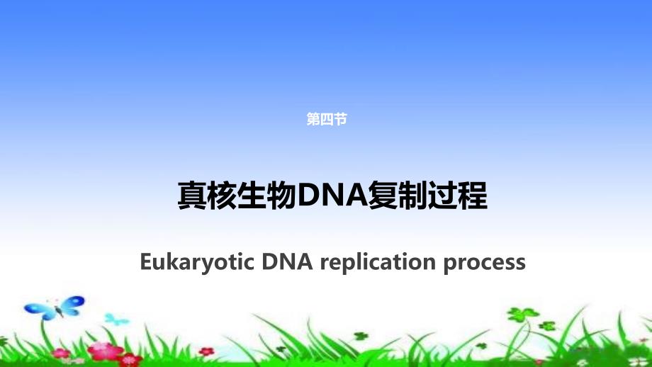 真核生物DNA复制过程课件_第1页