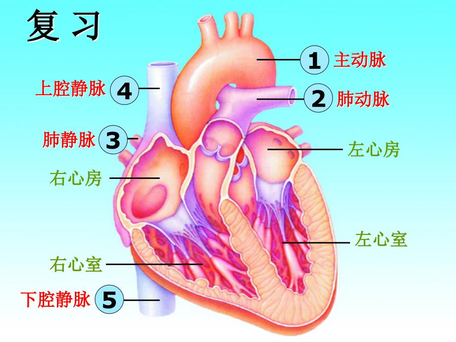 第三节-物质运输的途径课件_第1页