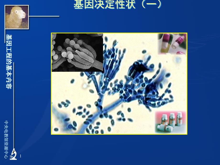 高三生物基因工程的基本内容ppt课件_第1页