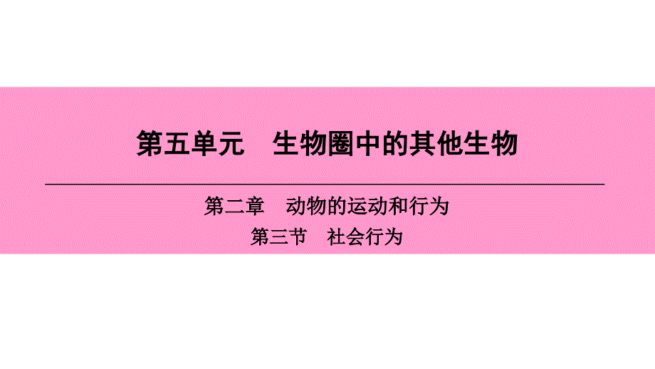 人教版八年级生物上册：第三节-社会行为一等奖ppt课件_第1页