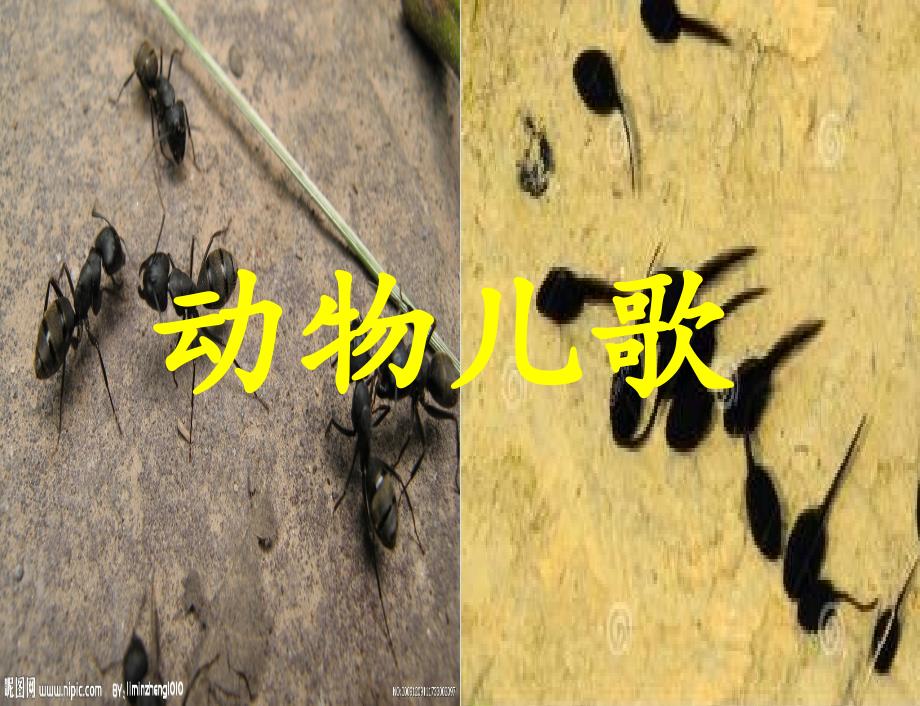 部编版一年级下册识字5-动物儿歌--(14)公开课ppt优质课课件_第1页