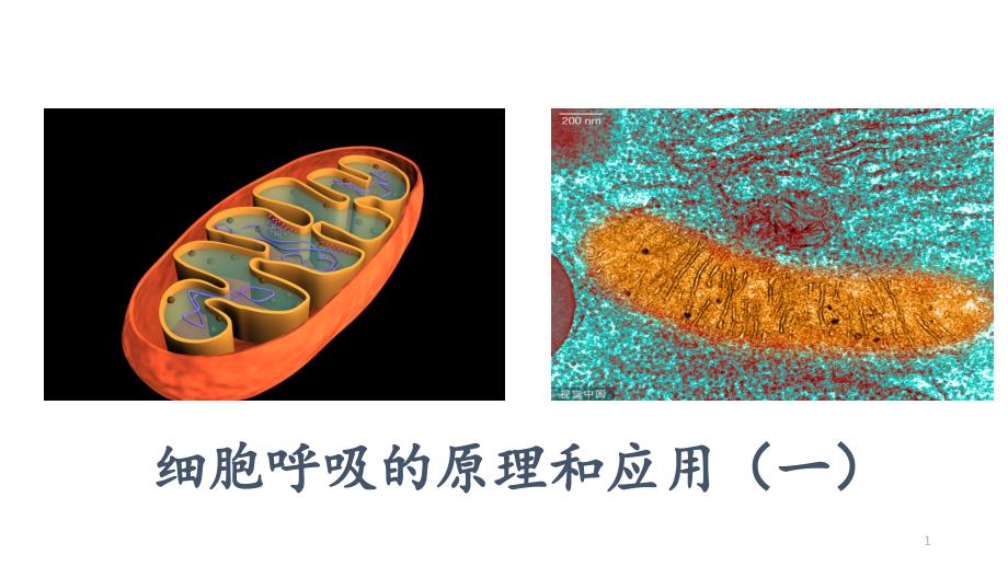 细胞呼吸的原理和应用课件_第1页