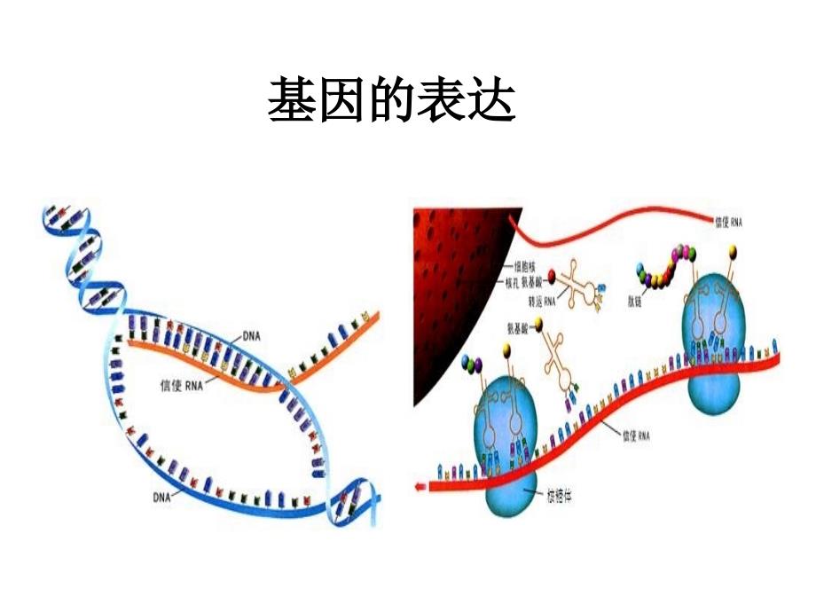 人教版生物必修二第四章基因的表达复习ppt课件_第1页