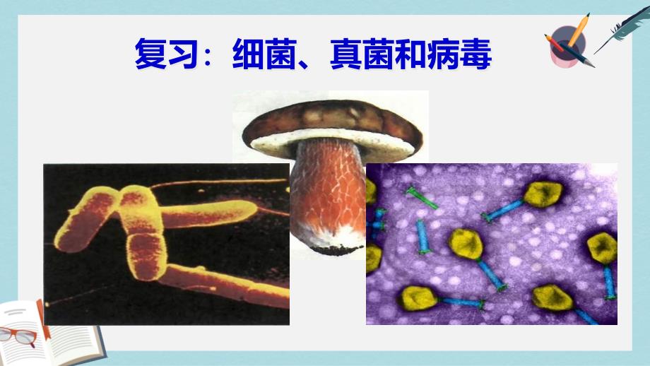 【初中生物】人教版八年級生物上冊細(xì)菌、真菌和病毒復(fù)習(xí)課件_第1頁