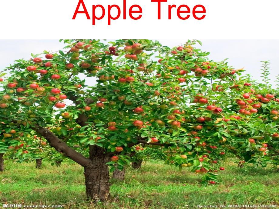 第一课-Apple-tree_第1页