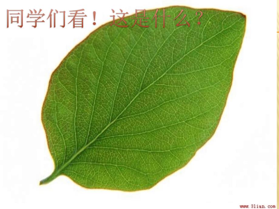 《植物的叶》(一)(动画版)课件_第1页