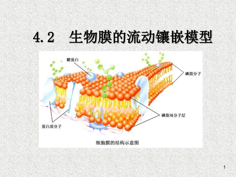 生物膜的流动镶嵌模型公开课教学课件高中生物_第1页