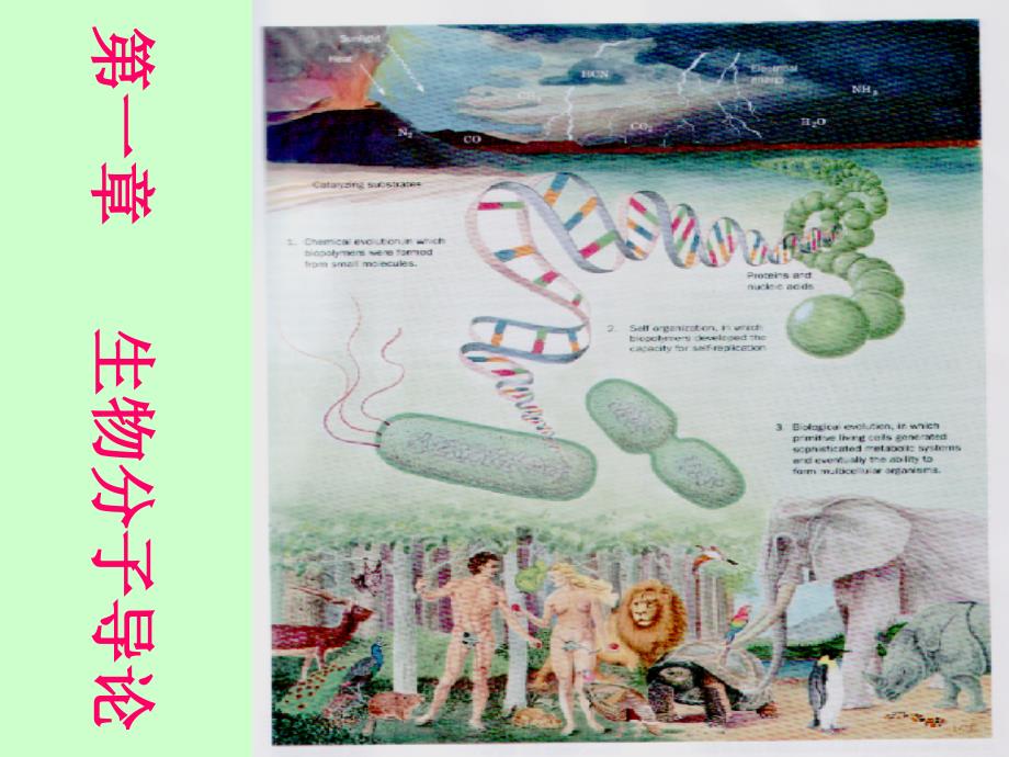 生物化学第1章-生物分子导论课件_第1页